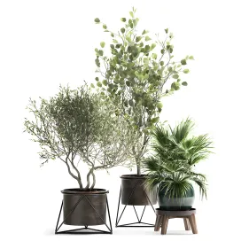 Collection of plants in pots with olive tree